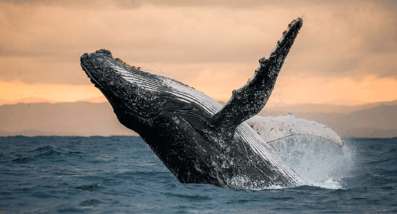baleine à bosse en plein saut