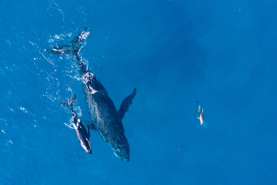 Baleine bleue et son petit dans l'océan