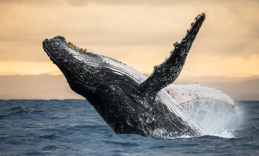 Entête article top 10 des plus grosses espèces marines - Baleine